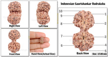 Load image into Gallery viewer, Gaurishanker Rudraksha from Indonesia - 76

