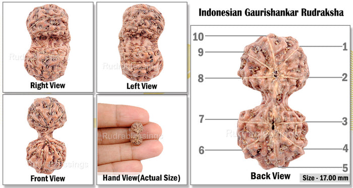 Gaurishanker Rudraksha from Indonesia - 76