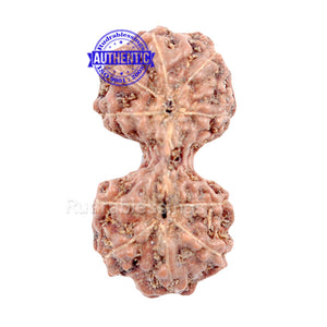 Gaurishanker Rudraksha from Indonesia - 76