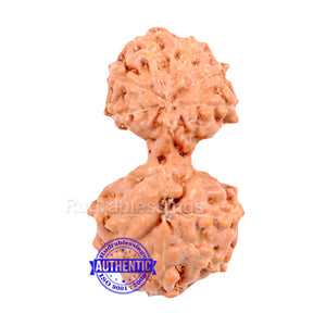 Gaurishanker Rudraksha from Indonesia - 78