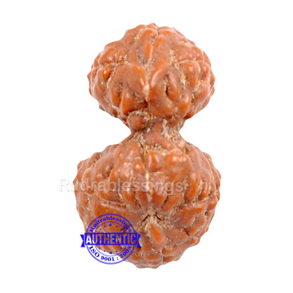 Gaurishanker Rudraksha from Indonesia - 79
