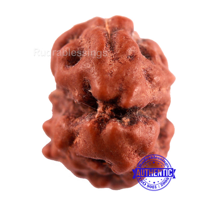 Gaurishanker Rudraksha from Indonesia - 107