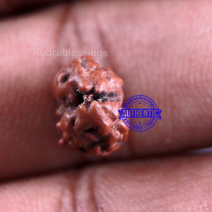 Gaurishanker Rudraksha from Indonesia - 107