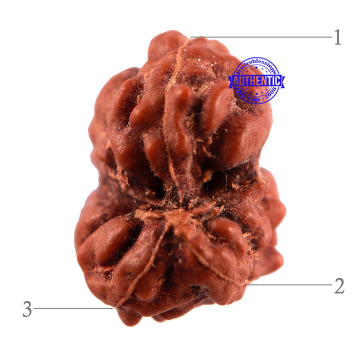 Gaurishanker Rudraksha from Indonesia - 107