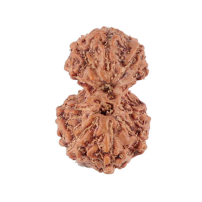 Gaurishanker Rudraksha from Indonesia - 113