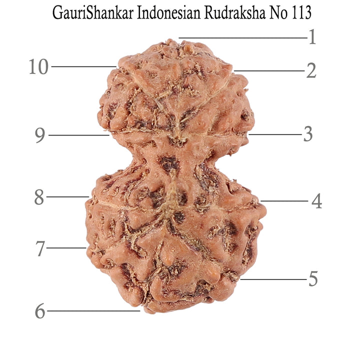 Gaurishanker Rudraksha from Indonesia - 113