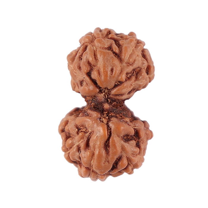 Gaurishanker Rudraksha from Indonesia - 121