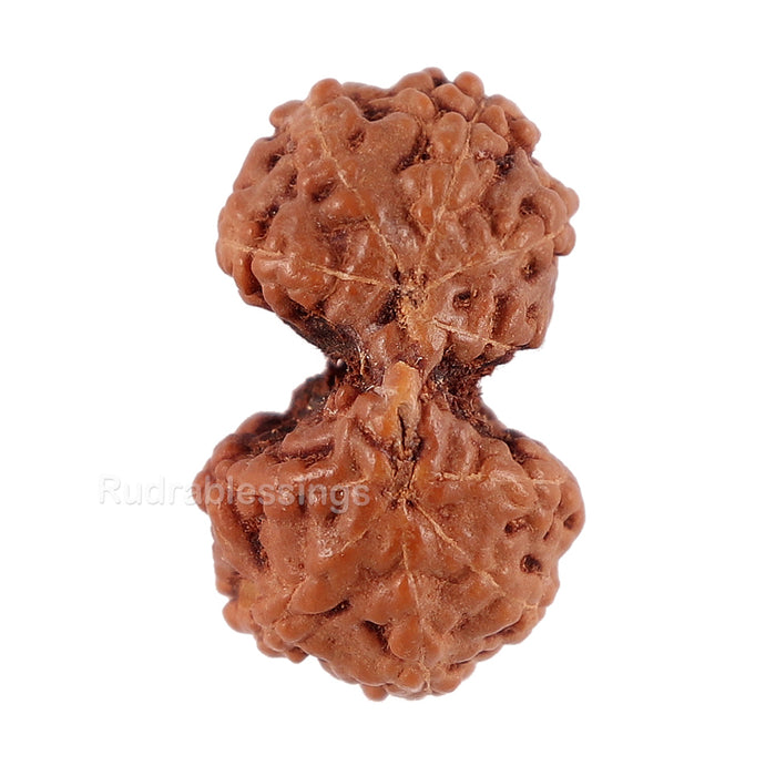 Gaurishanker Rudraksha from Indonesia - 121