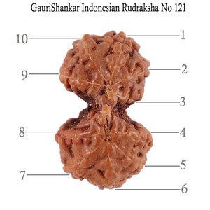 Gaurishanker Rudraksha from Indonesia - 121