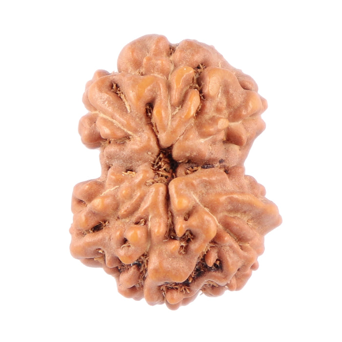 Gaurishanker Rudraksha from Indonesia - 139