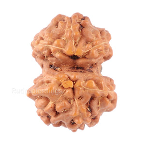 Gaurishanker Rudraksha from Indonesia - 139