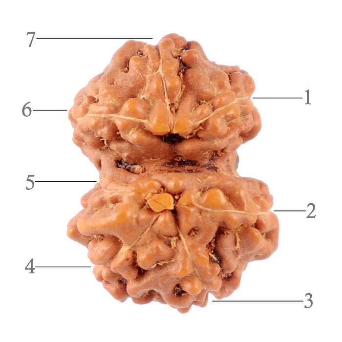 Gaurishanker Rudraksha from Indonesia - 139