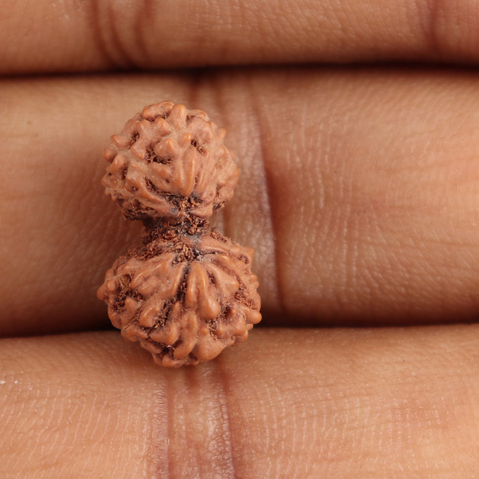 Gaurishanker Rudraksha from Indonesia - 144