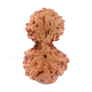 Gaurishanker Rudraksha from Indonesia - 144