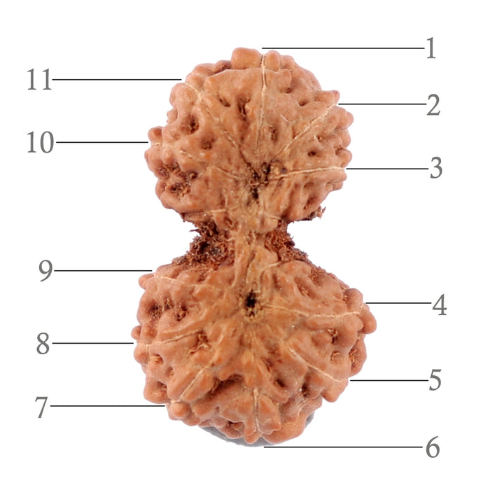 Gaurishanker Rudraksha from Indonesia - 144
