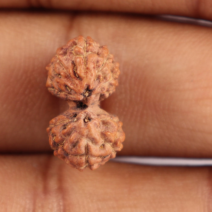 Gaurishanker Rudraksha from Indonesia - 149