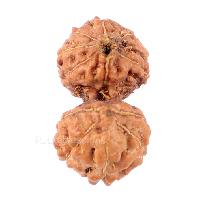 Gaurishanker Rudraksha from Indonesia - 149