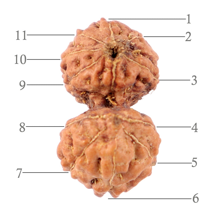 Gaurishanker Rudraksha from Indonesia - 149