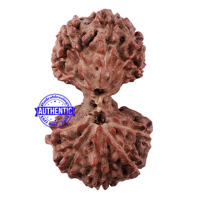 Gaurishanker Rudraksha from Indonesia - 156