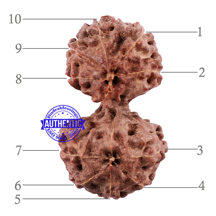 Gaurishanker Rudraksha from Indonesia - 156
