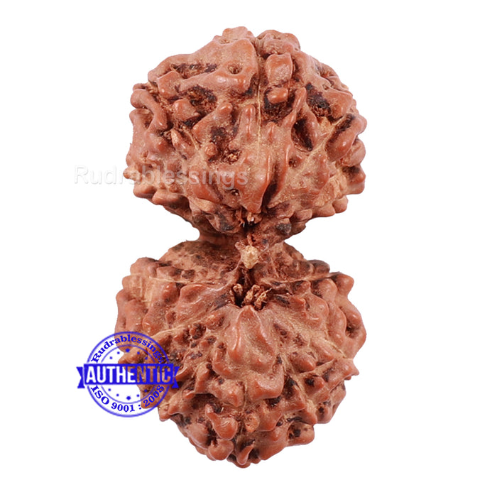 Gaurishanker Rudraksha from Indonesia - 158