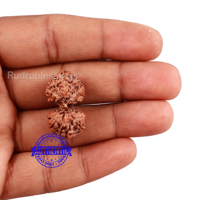 Gaurishanker Rudraksha from Indonesia - 158