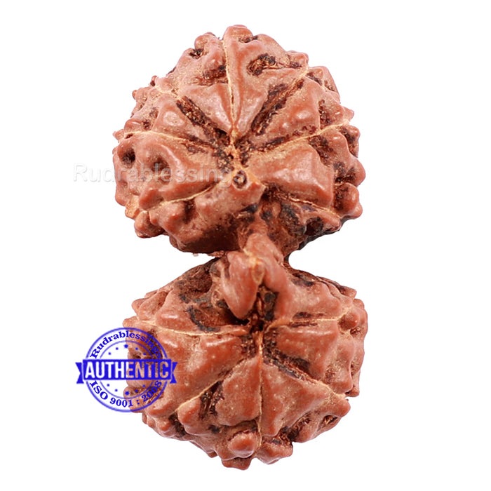 Gaurishanker Rudraksha from Indonesia - 158