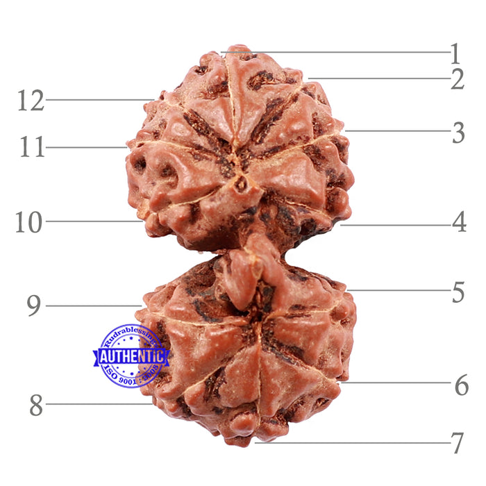 Gaurishanker Rudraksha from Indonesia - 158