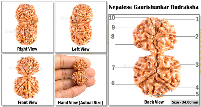 Gaurishanker  Nepalese Rudraksha Bead No. 11