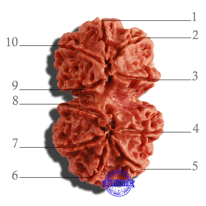 Gaurishanker Nepalese Rudraksha Bead No. 157