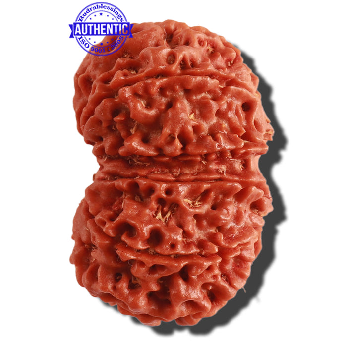Gaurishanker Nepalese Rudraksha Bead No. 157