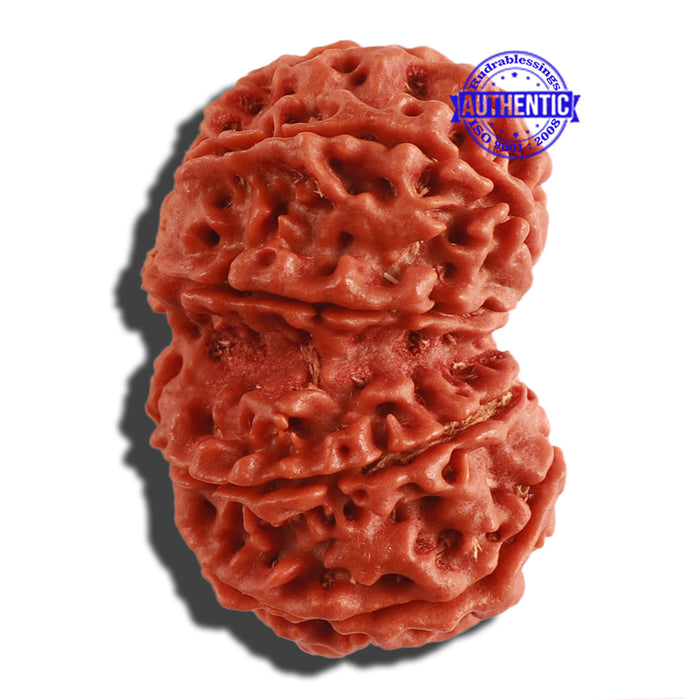 Gaurishanker Nepalese Rudraksha Bead No. 157