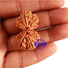 Load image into Gallery viewer, Gaurishanker Nepalese Rudraksha Bead No. 159
