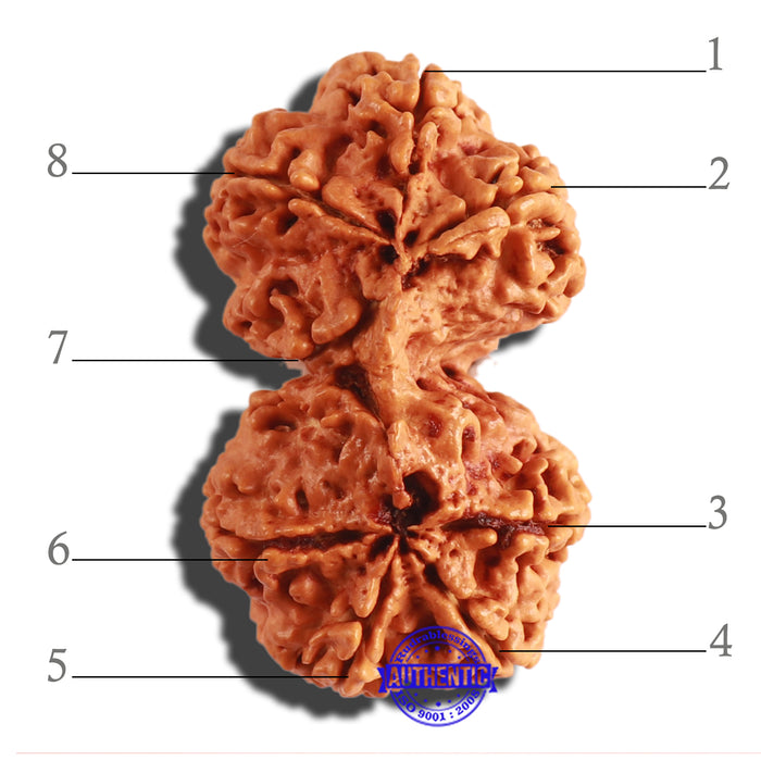 Gaurishanker Nepalese Rudraksha Bead No. 159