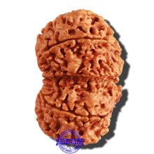 Load image into Gallery viewer, Gaurishanker Nepalese Rudraksha Bead No. 159
