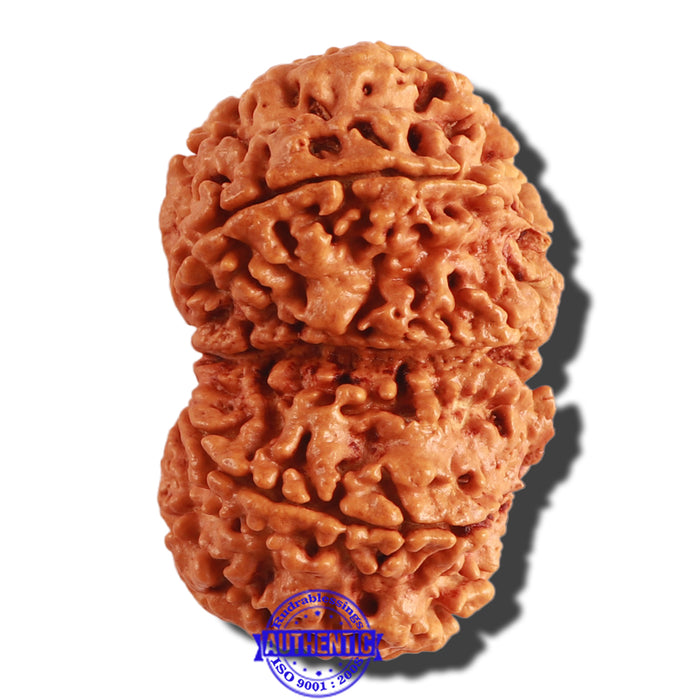 Gaurishanker Nepalese Rudraksha Bead No. 159