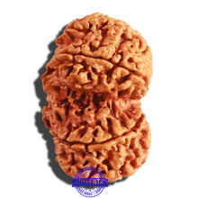 Load image into Gallery viewer, Gaurishanker Nepalese Rudraksha Bead No. 159
