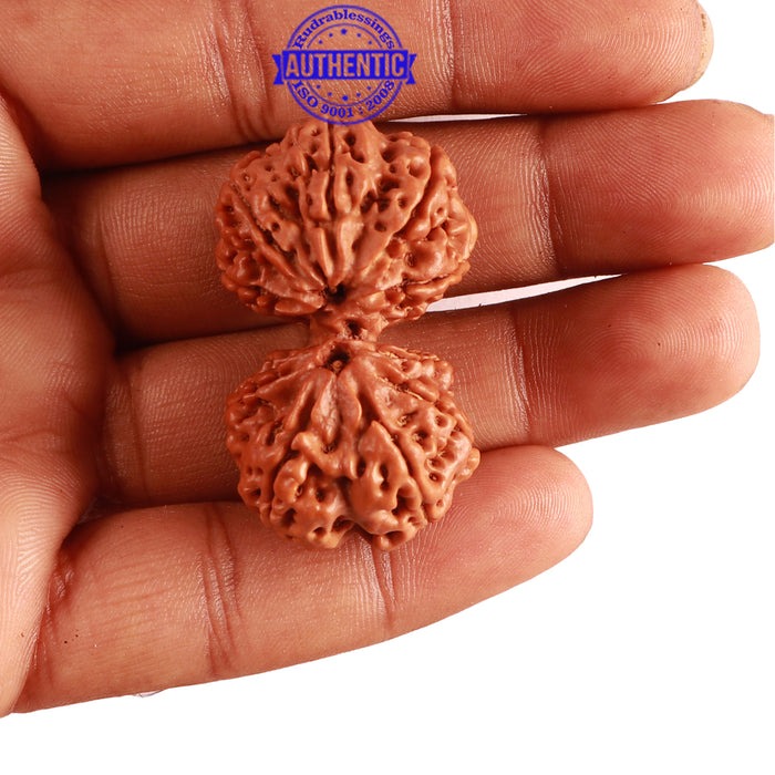 Gaurishanker  Nepalese Rudraksha Bead No. - 161