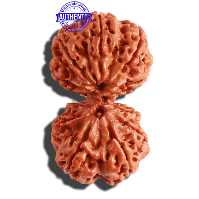 Gaurishanker  Nepalese Rudraksha Bead No. - 161