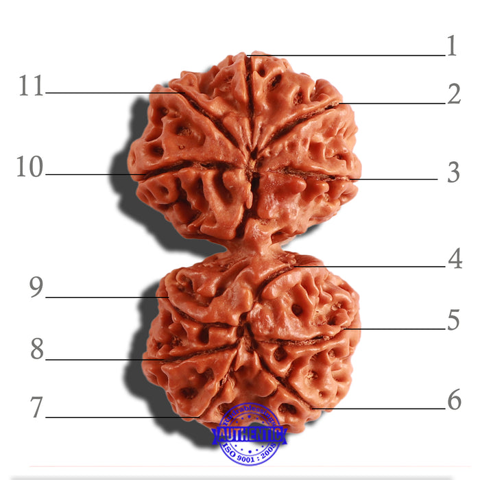 Gaurishanker  Nepalese Rudraksha Bead No. - 161