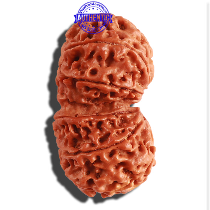 Gaurishanker  Nepalese Rudraksha Bead No. - 161