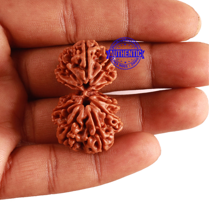 Gaurishanker Nepalese Rudraksha Bead No. 83