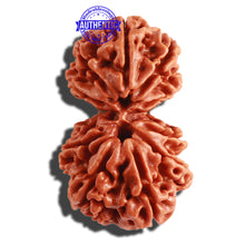 Load image into Gallery viewer, Gaurishanker Nepalese Rudraksha Bead No. 83
