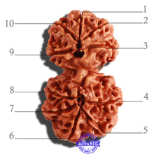 Load image into Gallery viewer, Gaurishanker Nepalese Rudraksha Bead No. 83
