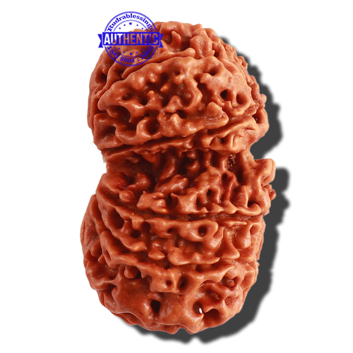 Gaurishanker Nepalese Rudraksha Bead No. 83