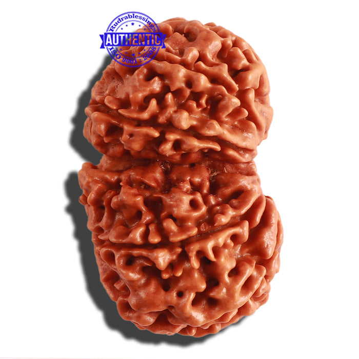 Gaurishanker Nepalese Rudraksha Bead No. 83