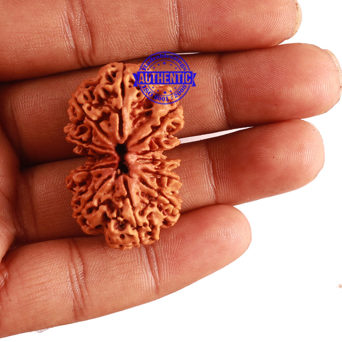 Gaurishanker Nepalese Rudraksha Bead No. 163