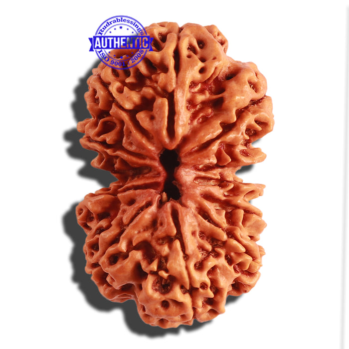 Gaurishanker Nepalese Rudraksha Bead No. 163