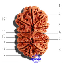Load image into Gallery viewer, Gaurishanker Nepalese Rudraksha Bead No. 163
