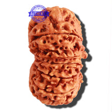 Load image into Gallery viewer, Gaurishanker Nepalese Rudraksha Bead No. 163
